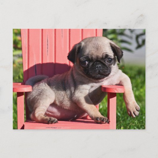 USA, Kalifornien. Pug Puppy Slouching Postkarte (Vorderseite)