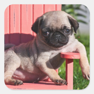USA, Kalifornien. Pug Puppy Slouching Quadratischer Aufkleber