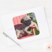 USA, Kalifornien. Pug Puppy Slouching Quadratischer Aufkleber (Umschlag)