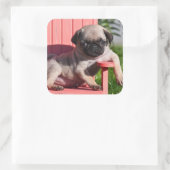 USA, Kalifornien. Pug Puppy Slouching Quadratischer Aufkleber (Tasche)