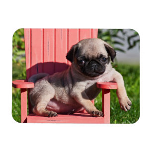 USA, Kalifornien. Pug-Welpe lümmelt Magnet