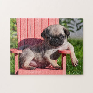 USA, Kalifornien. Pug-Welpe lümmelt sich Puzzle