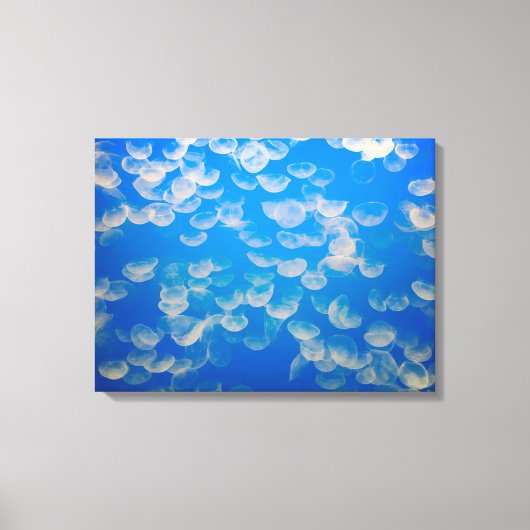 USA, Kalifornien. Quallen in der Bucht von Montere Leinwanddruck (Vorderseite)