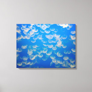 USA, Kalifornien. Quallen in der Bucht von Montere Leinwanddruck