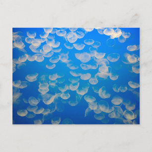 USA, Kalifornien. Quallen in der Bucht von Montere Postkarte