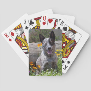 USA, Kalifornien. Queensland Healer Sitting 2 Spielkarten