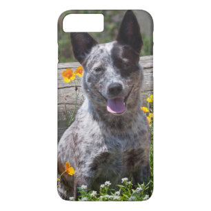 USA, Kalifornien. Queensland-Heiler Sitzung 2 Case-Mate iPhone Hülle