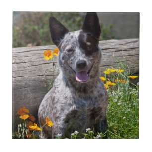 USA, Kalifornien. Queensland-Heiler Sitzung 2 Fliese