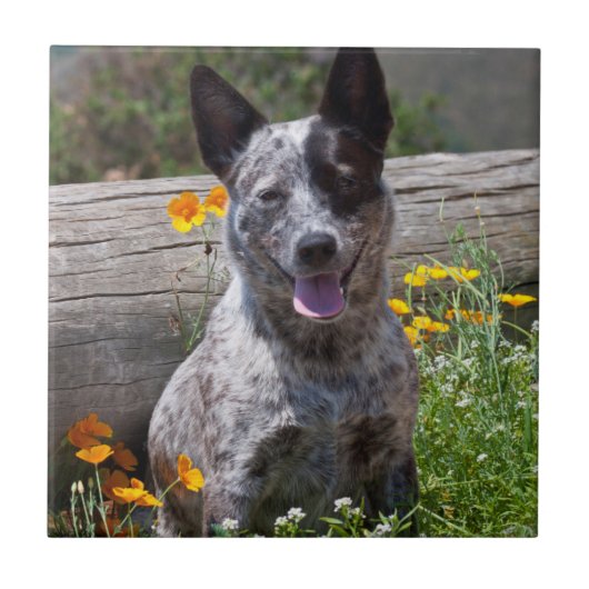 USA, Kalifornien. Queensland-Heiler Sitzung 2 Fliese (Vorderseite)