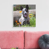 USA, Kalifornien. Queensland-Heiler Sitzung 2 Leinwanddruck (Insitu (Wohnzimmer))