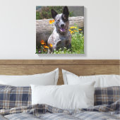 USA, Kalifornien. Queensland-Heiler Sitzung 2 Leinwanddruck (Insitu (Schlafzimmer))