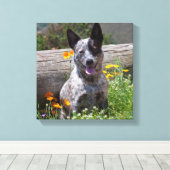 USA, Kalifornien. Queensland-Heiler Sitzung 2 Leinwanddruck (Insitu (Holzboden))