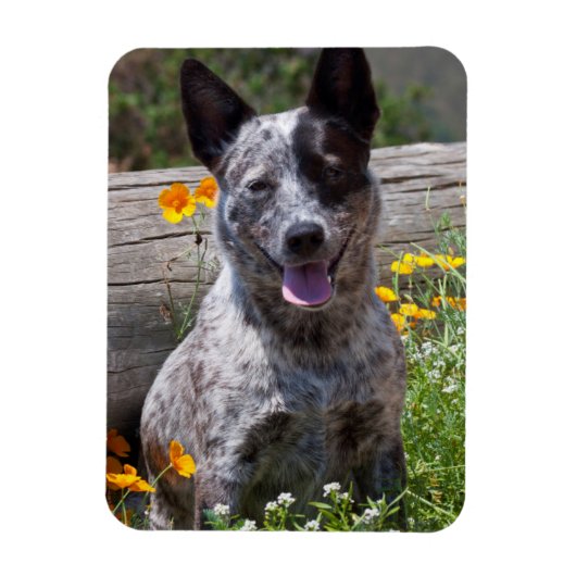 USA, Kalifornien. Queensland-Heiler Sitzung 2 Magnet (Vertikal)