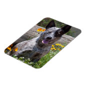 USA, Kalifornien. Queensland-Heiler Sitzung 2 Magnet (Linke Seite)