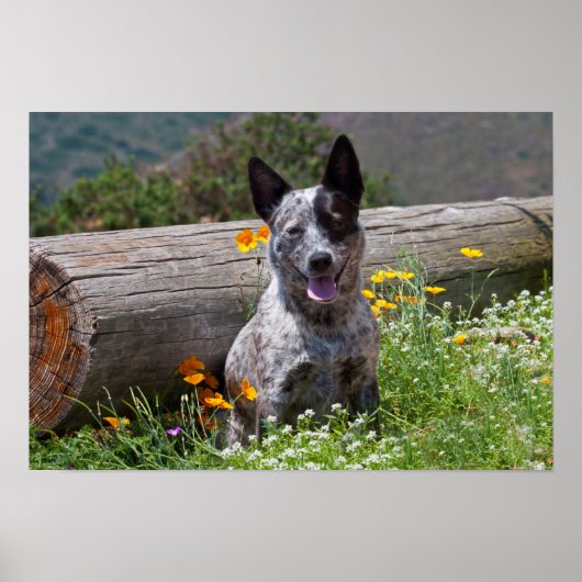 USA, Kalifornien. Queensland-Heiler Sitzung 2 Poster (Vorne)