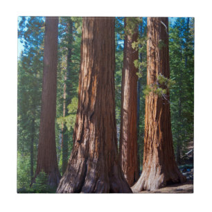 USA, Kalifornien. Redwood-Baumstämme, Mariposa Fliese
