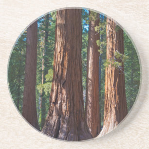 USA, Kalifornien. Redwood-Baumstämme, Mariposa Getränkeuntersetzer