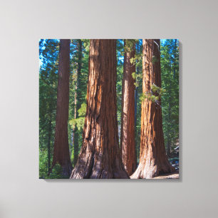 USA, Kalifornien. Redwood-Baumstämme, Mariposa Leinwanddruck
