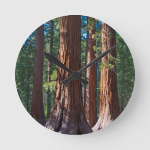 USA, Kalifornien. Redwood-Baumstämme, Mariposa Runde Wanduhr