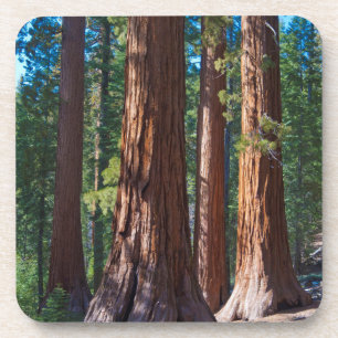 USA, Kalifornien. Redwood-Baumstämme, Mariposa Untersetzer