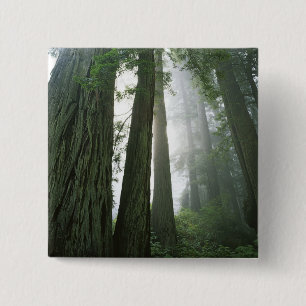 USA, Kalifornien, Redwood National Park, 2 Button