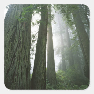 USA, Kalifornien, Redwood National Park, 2 Quadratischer Aufkleber
