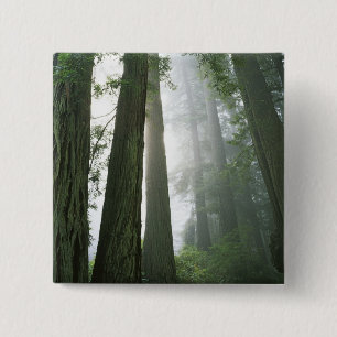 USA, Kalifornien, Redwood National Park. Button