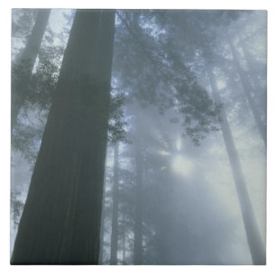 USA, Kalifornien, Redwood National Park, Del Fliese