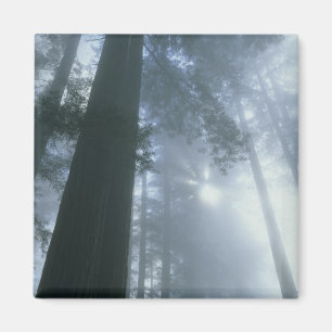 USA, Kalifornien, Redwood National Park, Del Magnet