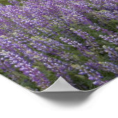 USA, Kalifornien, Redwood National Park. Dirt Poster (Ecke)