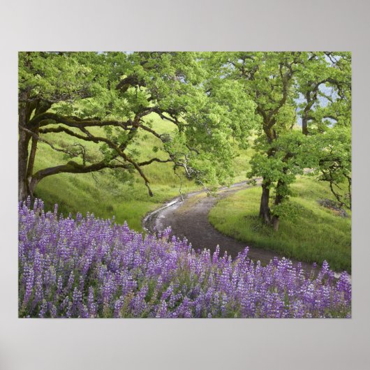 USA, Kalifornien, Redwood National Park. Dirt Poster (Vorne)