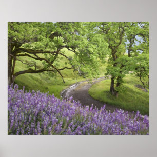 USA, Kalifornien, Redwood National Park. Erde Poster