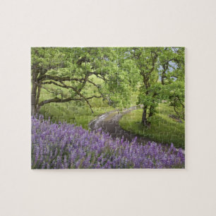 USA, Kalifornien, Redwood National Park. Erde Puzzle