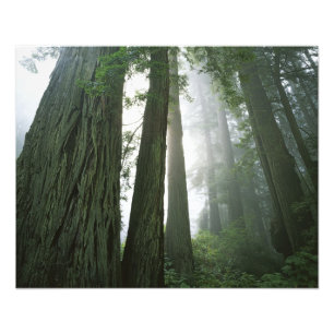 USA, Kalifornien, Redwood National Park. Fotodruck