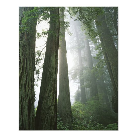 USA, Kalifornien, Redwood National Park, Fotodruck (Vorne)