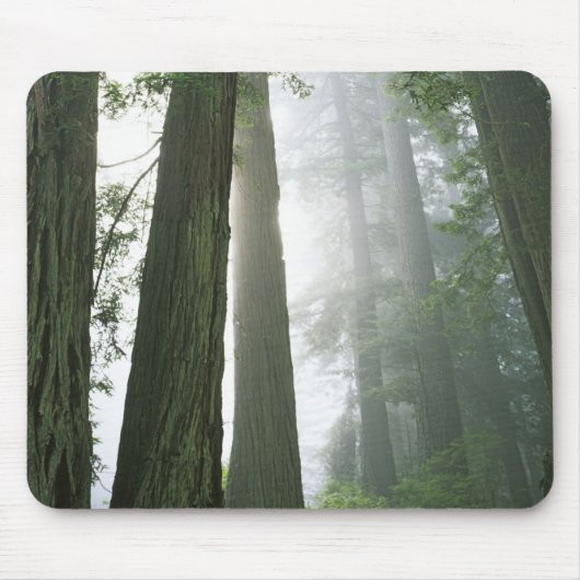 USA, Kalifornien, Redwood National Park. Mousepad (Vorne)