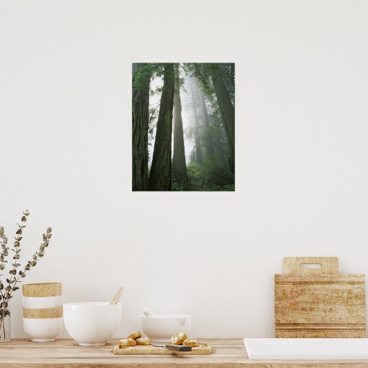 USA, Kalifornien, Redwood National Park, Poster (Küche)