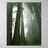 USA, Kalifornien, Redwood National Park, Poster (Vorne)