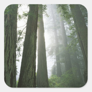 USA, Kalifornien, Redwood National Park. Quadratischer Aufkleber