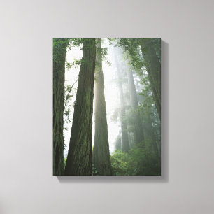 USA, Kalifornien, Redwood-Nationalpark, 2 Leinwanddruck