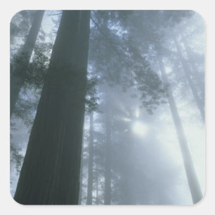 USA, Kalifornien, Redwood Nationalpark, Del Quadratischer Aufkleber
