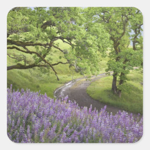 USA, Kalifornien, Redwood-Nationalpark. Erde Quadratischer Aufkleber