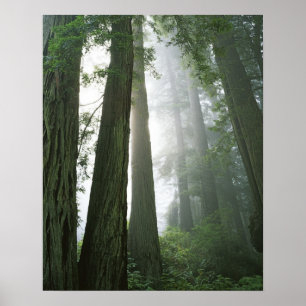 USA, Kalifornien, Redwood-Nationalpark, Poster