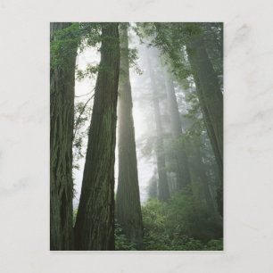 USA, Kalifornien, Redwood Nationalpark, Postkarte