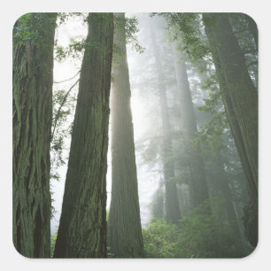 USA, Kalifornien, Redwood-Nationalpark, Quadratischer Aufkleber