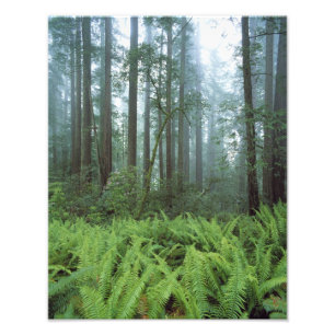 USA, Kalifornien, Redwood NP. Farne und Fotodruck