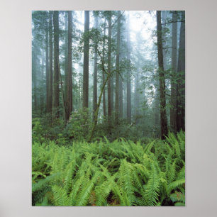 USA, Kalifornien, Redwood NP. Farne und Poster