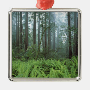 USA, Kalifornien, Redwood NP. Farne und Silbernes Ornament