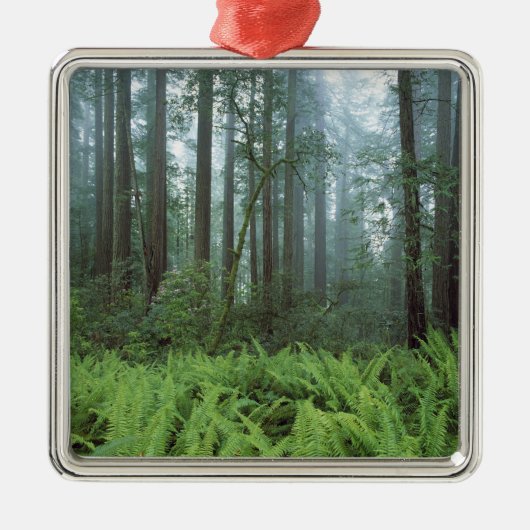 USA, Kalifornien, Redwood NP. Ferns und Silbernes Ornament (Vorne)