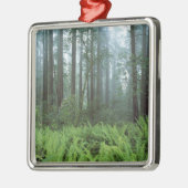 USA, Kalifornien, Redwood NP. Ferns und Silbernes Ornament (Links)